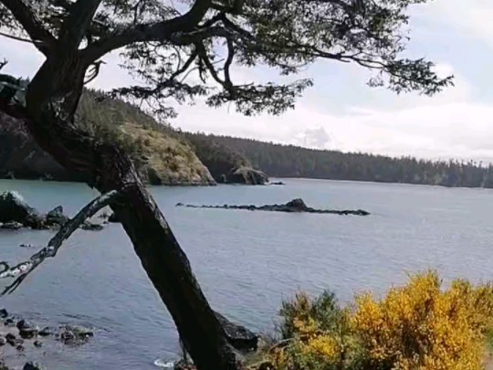 西雅图海湾者主场优势明显，球迷期待逆转奇迹的简单介绍
